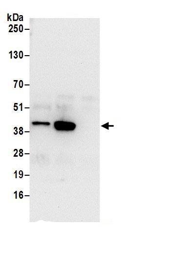 STRAP Antibody