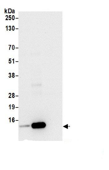 SPCS1 Antibody