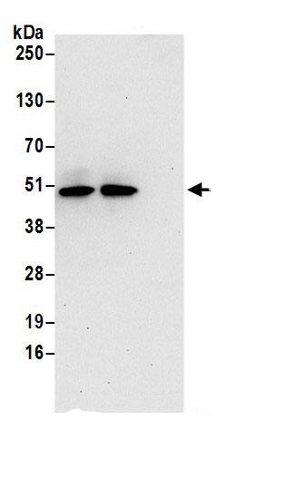 BZW2 Antibody