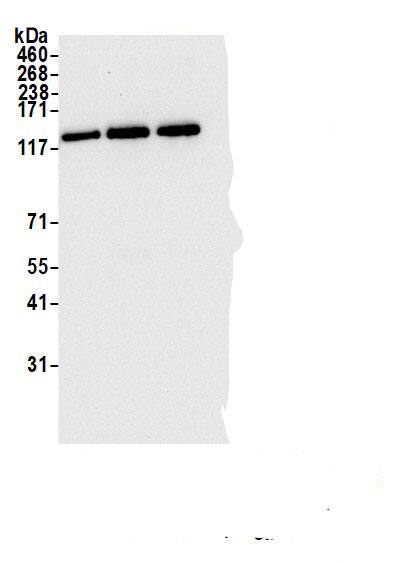 IWS1 Antibody