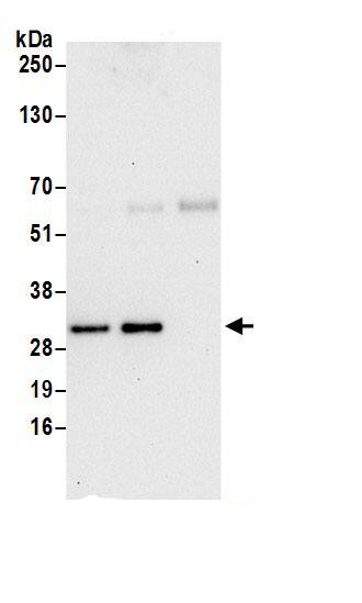 BLOS3 Antibody