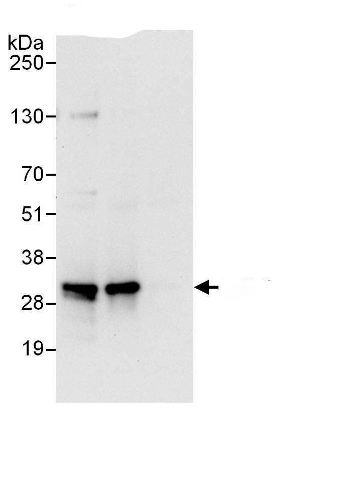 PSMF1 Antibody