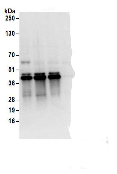 UCH-L5/UCH37 Antibody