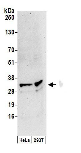 CSN7b Antibody