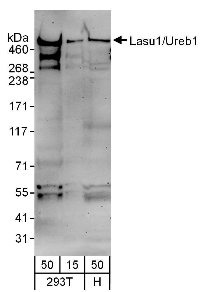 HUWE1 Antibody