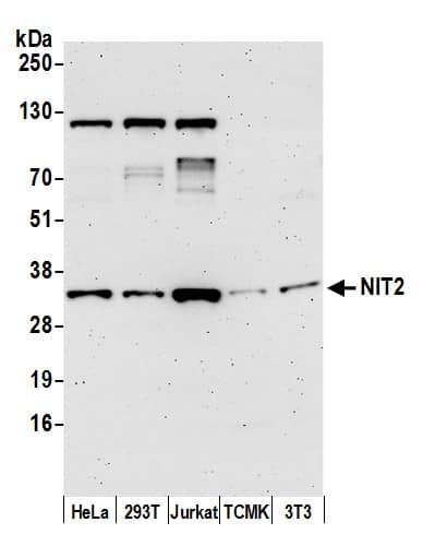 NIT2 Antibody