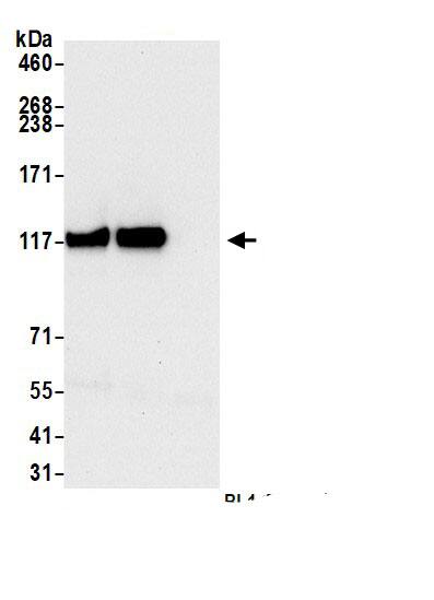 GEM Interacting Protein Antibody