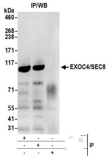 Sec8 Antibody