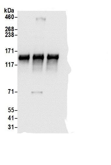 SEC24B Antibody