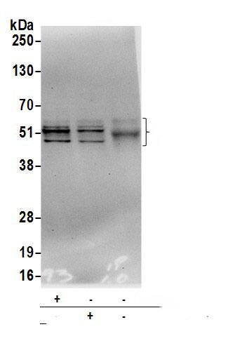 Cbl-c Antibody