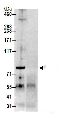 PARP12 Antibody