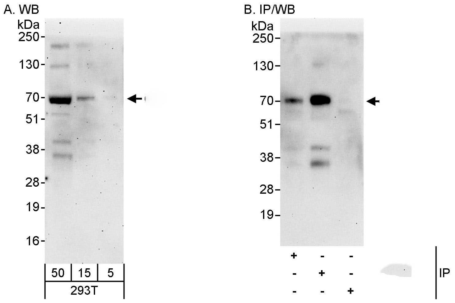 CDC7 Antibody