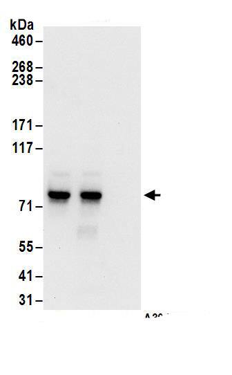 c-Myb Antibody