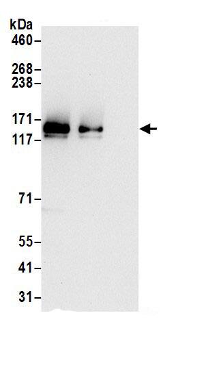 SR140 Antibody