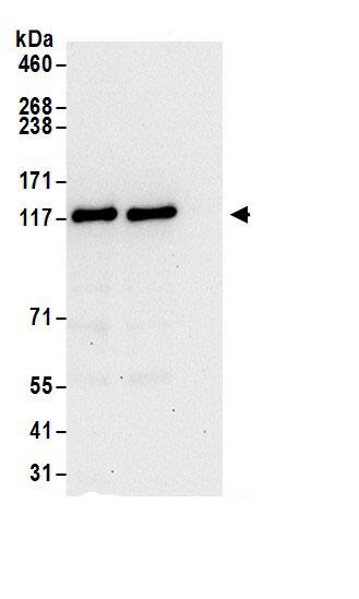 LUZP1 Antibody