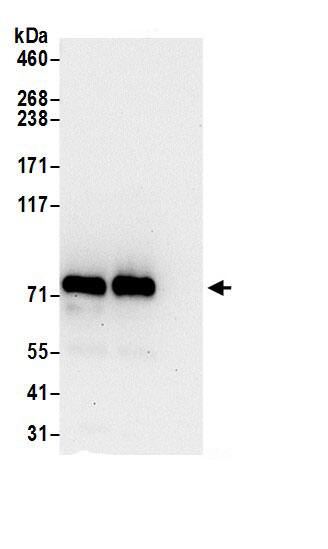 GTP-binding protein 1 Antibody