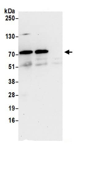 TRAFD1 Antibody