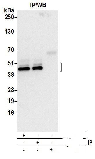 ARFIP1 Antibody