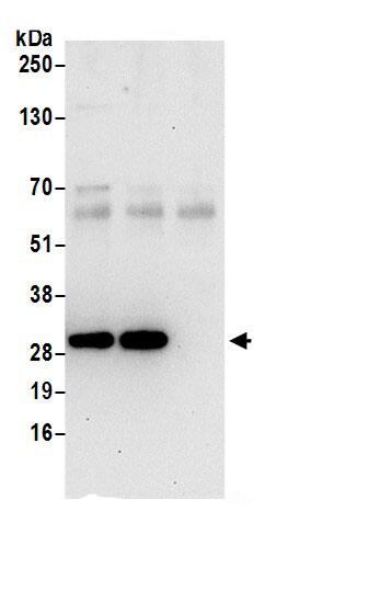 SMAP Antibody