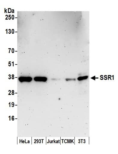 TRAP alpha Antibody