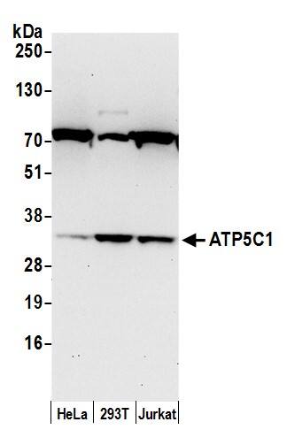 ATPG Antibody