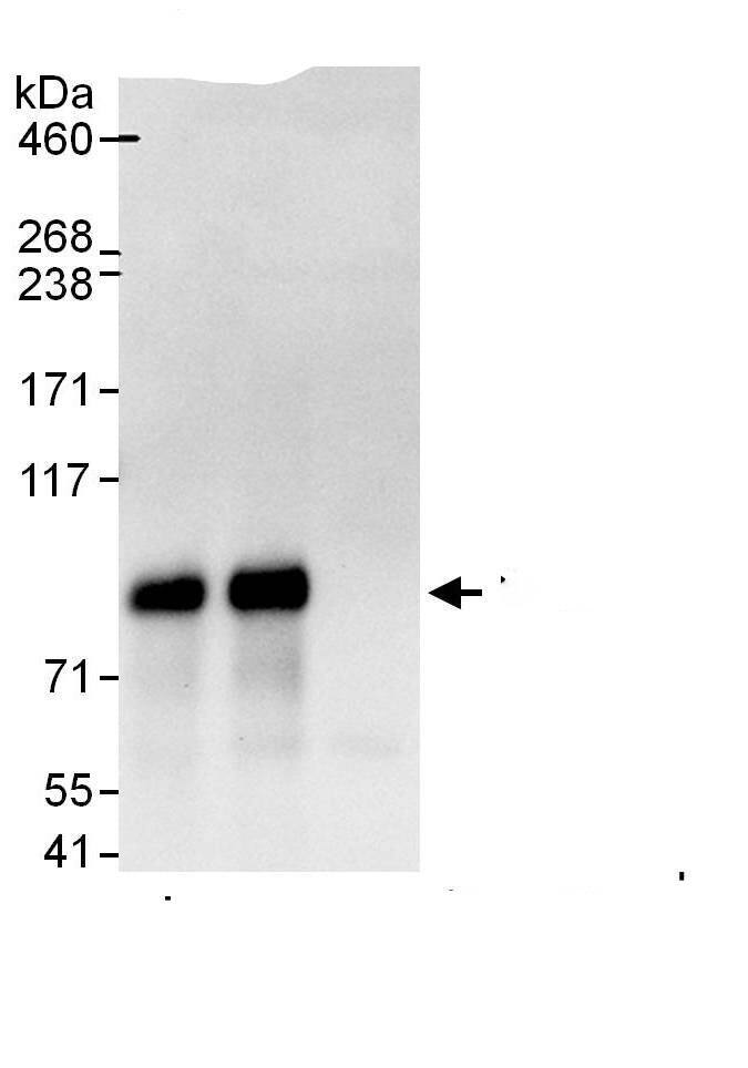 BUD13 Antibody