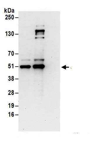 UBAC1 Antibody