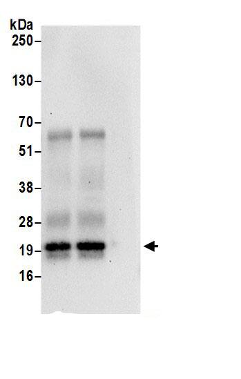 SZRD1 Antibody