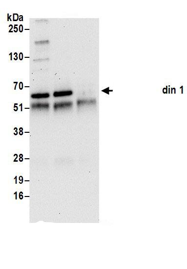 Nucleobindin 1 Antibody