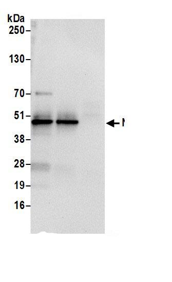 NUDCD3 Antibody