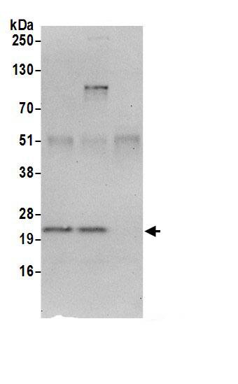 MRPS23 Antibody