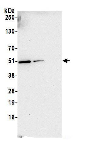 GRSF1 Antibody