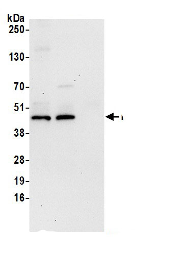 FDFT1 Antibody