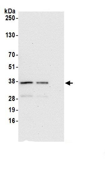 STX17 Antibody