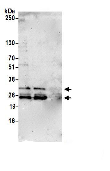 MEA-1 Antibody