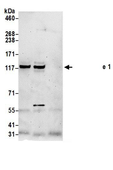 FMNL1 Antibody