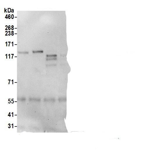 CDAN1 Antibody
