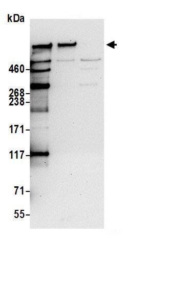 Nesprin 2 Antibody