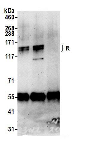 MNAB Antibody