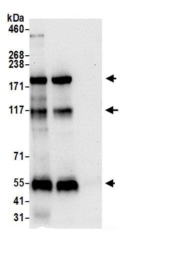 NISCH Antibody