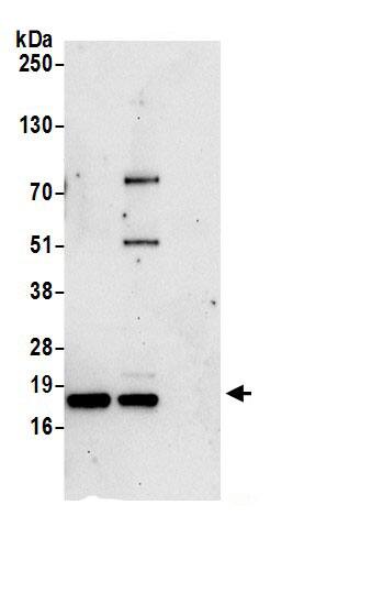 ARPC4 Antibody