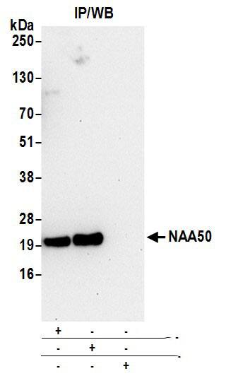 NAT13 Antibody