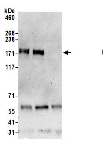 UHRF1BP1L Antibody