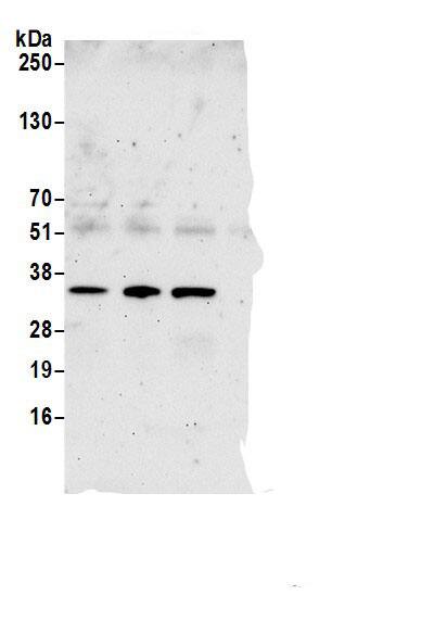 Nse2 Antibody