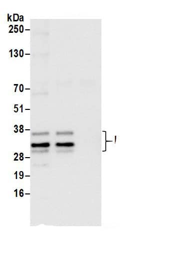 H1FX Antibody