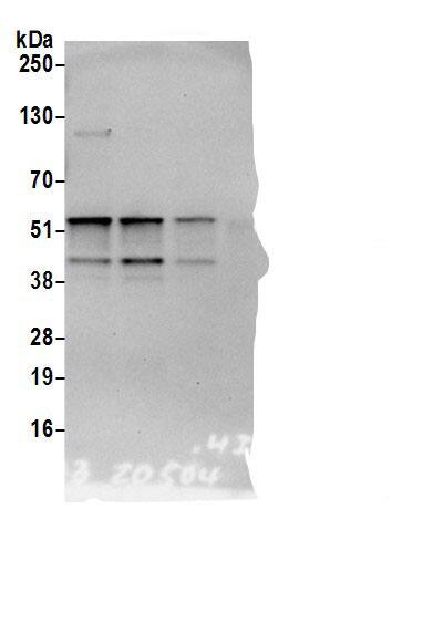 TADA3L Antibody