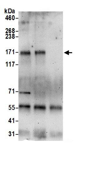 ZNF532 Antibody