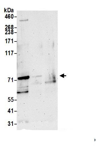 KLHL4 Antibody