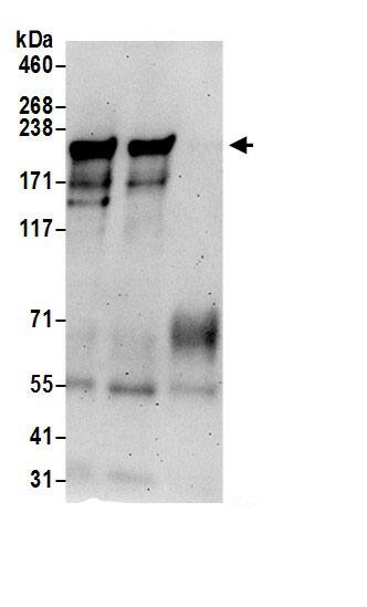 SIPA1L2 Antibody