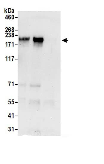 NFAT5 Antibody